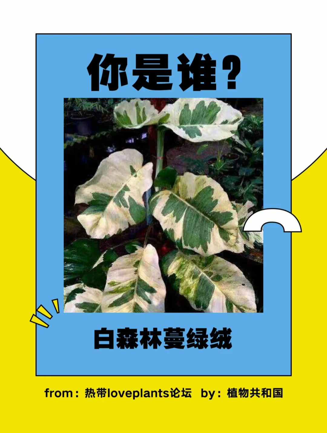 什么是塔松_塔松是什么树_白松塔基本信息有哪些