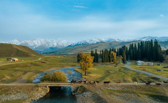 白松塔基本信息有哪些_什么是塔松_塔松是什么树