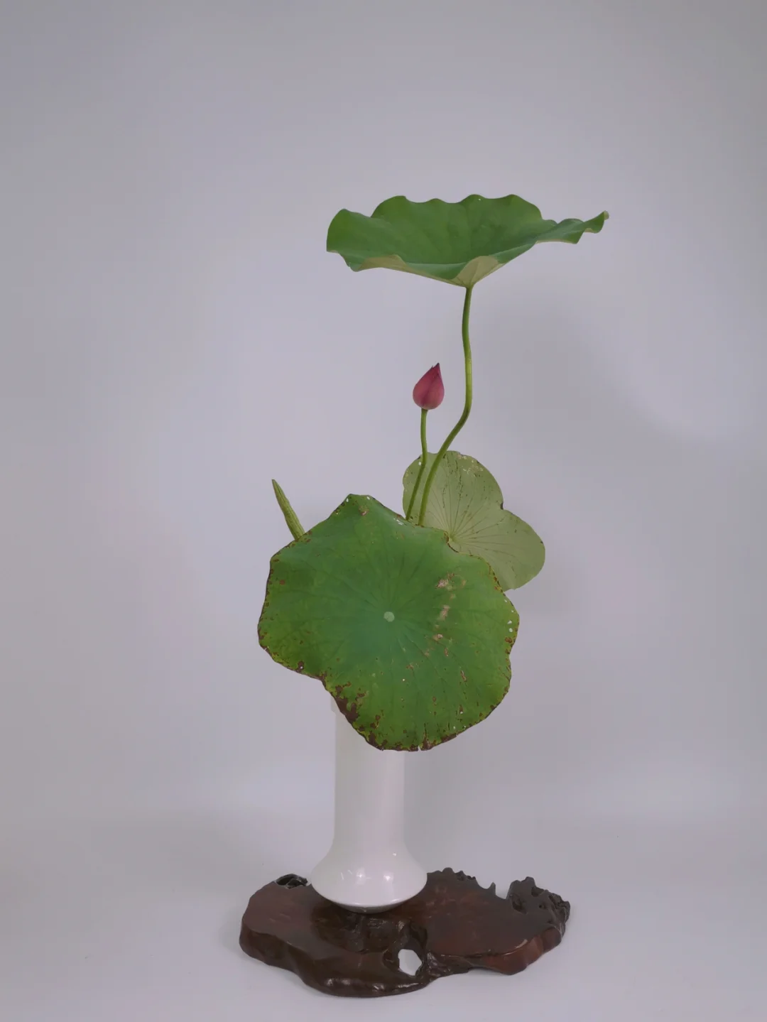 小原流花道证书有用吗_小原流花道证书有用吗_小原流花道证书有用吗