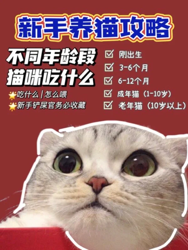 养猫应该注意哪些事项小猫_养小猫需要注意_养小猫咪要注意什么