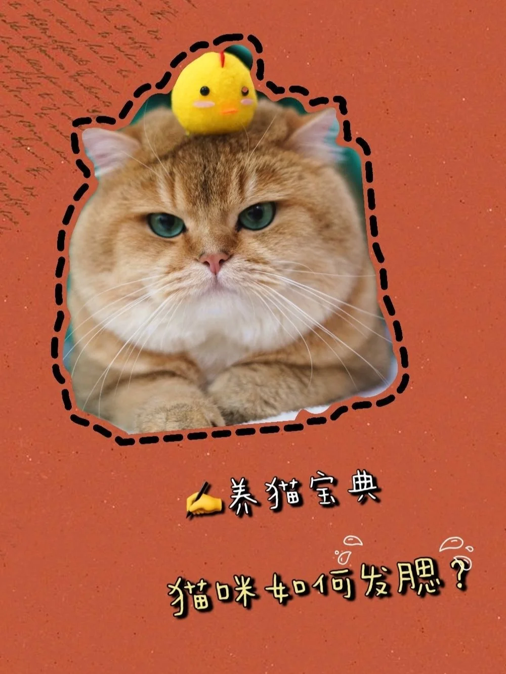 养小猫咪要注意什么_养小猫需要注意_养猫应该注意哪些事项小猫